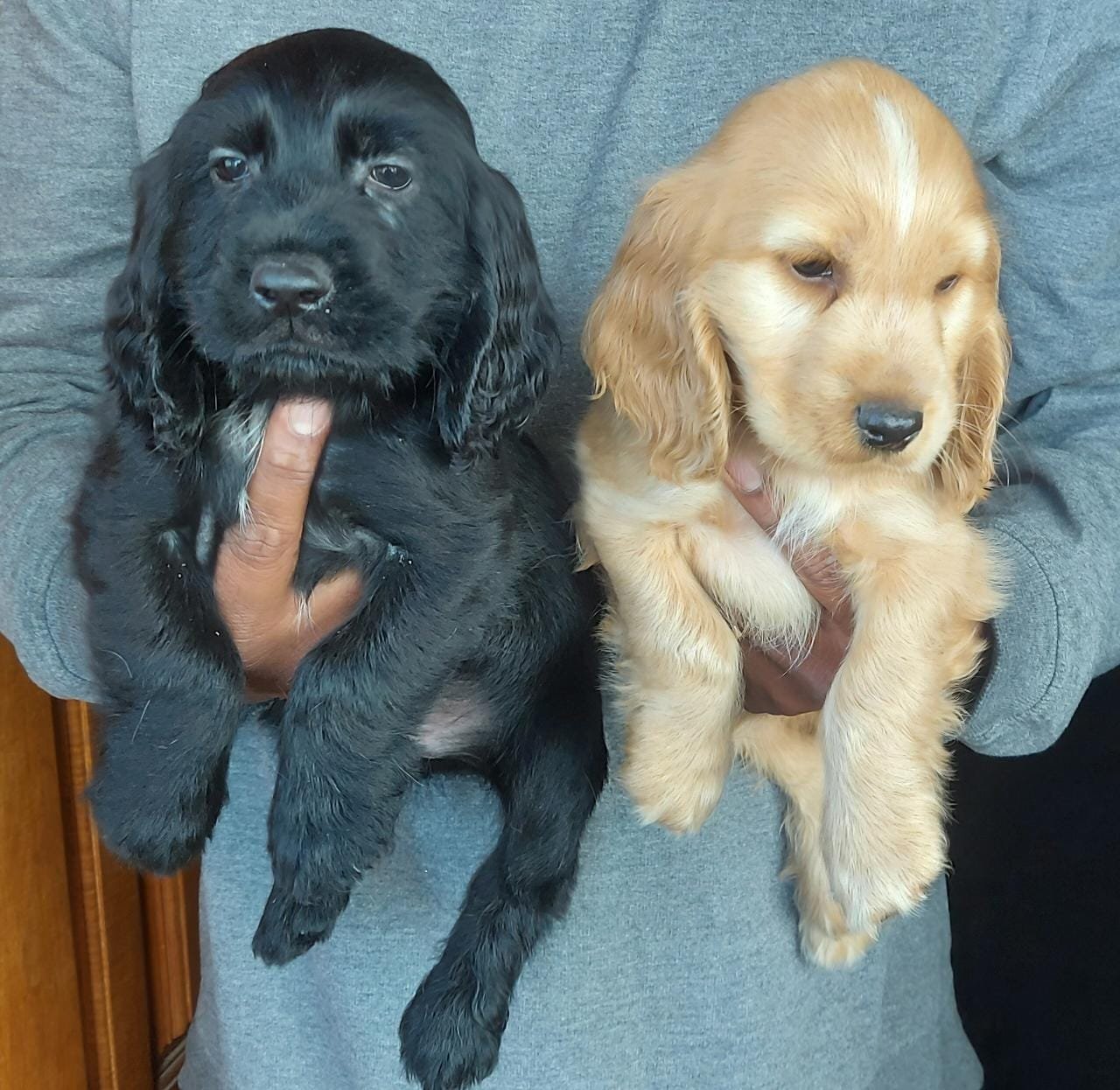 Order Female Cocker Spaniel Puppy from Jaipur